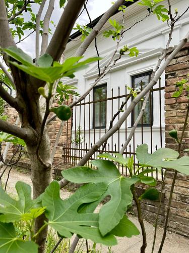 a tree with green leaves in front of a house at Wagner Villa 902 with free private parking in Budapest