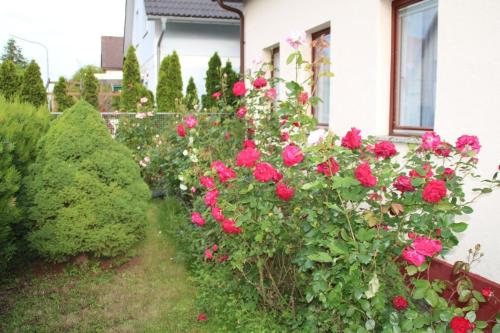 un giardino di rose di fronte a una casa di Ferienhaus für 6 Personen in Bezirk 23-Liesing, Wien und Umgebung 