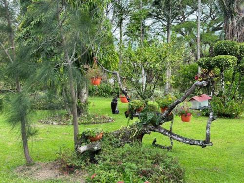 a tree that has been uprooted in a garden at Quinta Las Victorias in Valle de Anton