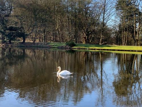 a swan swimming in a lake with trees in the background at 4 Bed in Newmachar 93914 in Dyce