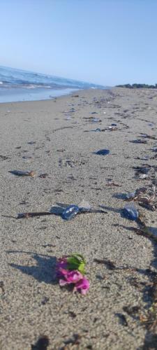 einen Haufen Müll am Strand mit einer Blume im Sand in der Unterkunft Villa les pieds dans l'eau in Borgo