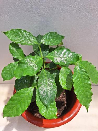 a plant in a red pot with green leaves at Casa de las Brujas Escazú in Escazu