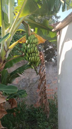 Une bande de bananes vertes suspendues à un bananier dans l'établissement Indisponivel, à Tatuí