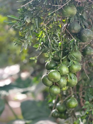 a bunch of green fruit hanging from a tree at house with pool yucatan in Ucú