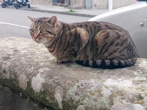 a cat sitting on top of a stone wall at Casetta dei Nonni in Vitorchiano