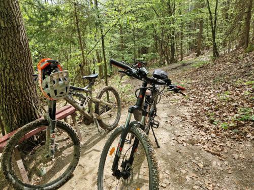 two bikes parked next to a tree on a trail at Apartament z Tężnią Solankową, Sauną, Kominkiem LED i Śniadaniem nad Jeziorem Żywieckim in Zarzecze