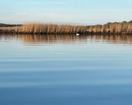 Un lago con un pájaro en el agua en Hausboot Dotterbart, en Gager