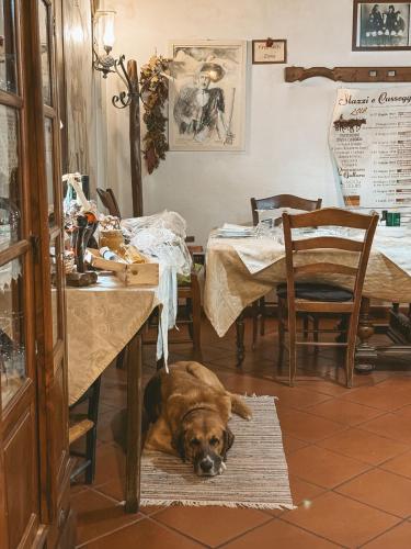 a brown dog laying on a rug in a dining room at Agriturismo Il Muto di Gallura in Aggius