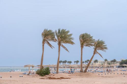 a group of palm trees on a sandy beach at Faraana Heights Aqua Park in Sharm El Sheikh