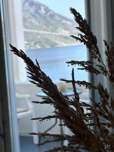 a christmas tree in front of a window at Elenis Studios&Apartments in Masouri
