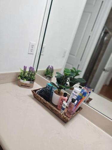 a tray with plants on a counter in front of a mirror at D&N Property Rental in Miami