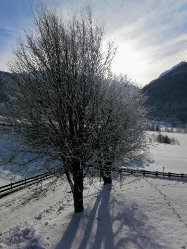 a tree in a snow covered field with a fence at Grande casa di famiglia in Temù