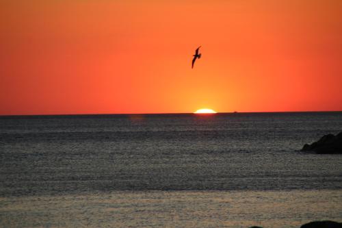 a bird flying over the ocean at sunset at Tramonto sul Tirreno in Acquappesa