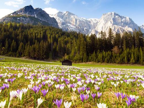 a field of flowers with mountains in the background at House of Hütter - Wachtelhof & SPA in Maria Alm am Steinernen Meer