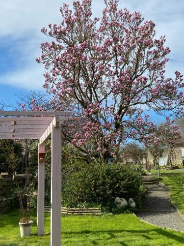 a tree with pink flowers in a yard at Atipyk'ododo in Saint-James