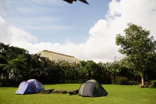 two tents sitting in the grass in a field at Bali Strawberry Glamping and Camp Bedugul in Tabanan