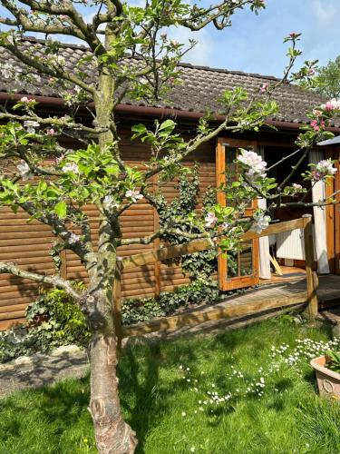 a tree in the yard next to a house at Tiny House mit Garten in See-Nähe in Tauche