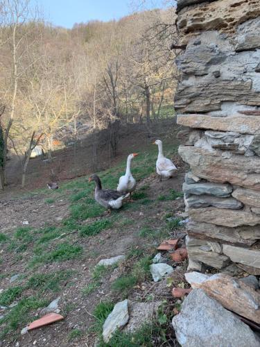 trois canards debout à côté d'un mur de pierre dans l'établissement Alte terre - Lab&room, à San Damiano Macra