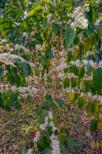 a close up of a tree with green leaves at PIDA COFFEE FARM LODGE in Phumĭ Pu Pal