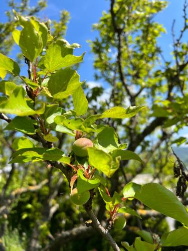 a close up of a tree with green leaves at The Cozy Townhouse - Donaublick Spitz in Spitz