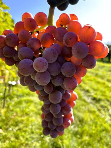 a bunch of red grapes hanging from a tree at Winnica Nad Jarem in Sandomierz