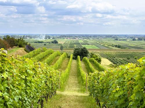 a vineyard in the middle of a field at Winnica Nad Jarem in Sandomierz