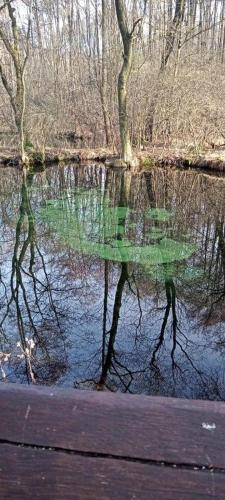 アパートメントの近くで見られる自然の景観
