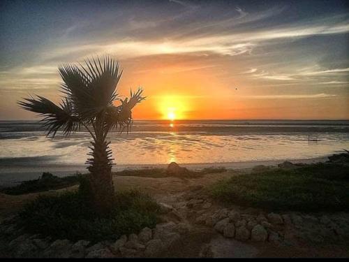 una palma su una spiaggia con il tramonto di Tommy Tour Sahara a Dakhla