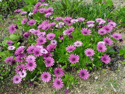 a bunch of pink flowers in a garden at Quinta Ribeiro Tanquinhos in Tancos