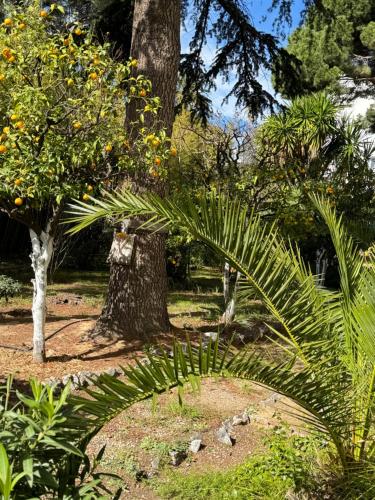 eine Palme in einem Garten mit Orangenbäumen in der Unterkunft Cannes, charmant 3 pièces proches plages, tout confort au calme in Cannes