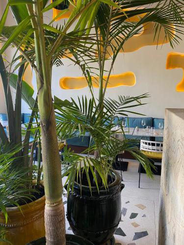 a couple of potted plants in a room at Le Palazzo in Essaouira