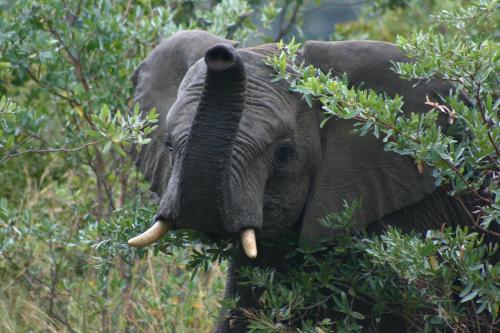 an elephant with its trunk up in the trees at 57 Waterberg in Welgevonden Game Reserve