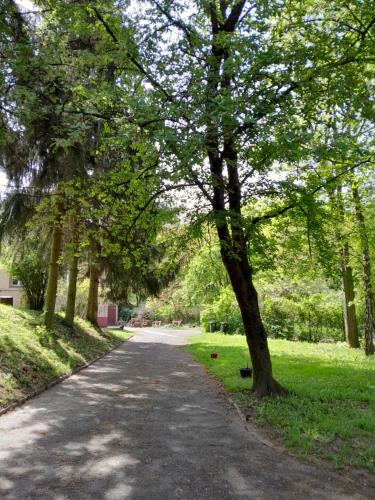 a road with a tree on the side of it at Tilia Ház in Salgótarján