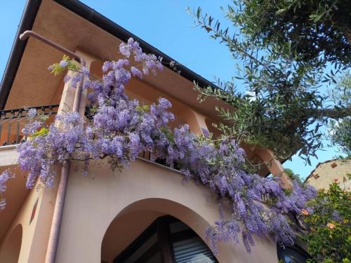 un montón de flores púrpuras al lado de un edificio en "Le Chat Libre" Alloggio Turistico, en Monte San Biagio