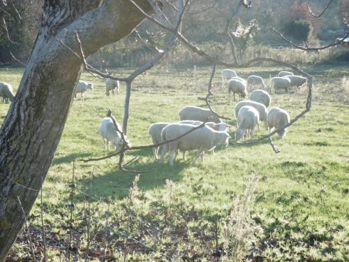 a herd of sheep grazing in a field at Mas les Dolmens Chambres et table d'hôtes in Beaulieu
