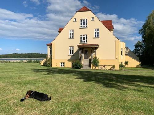 a dog laying in the grass in front of a house at Wohnung im Erdgeschoss des Herrenhauses in Neuenkirchen