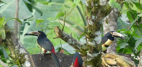 two birds are standing on a tree branch at Villa El Tucán in Bijagua