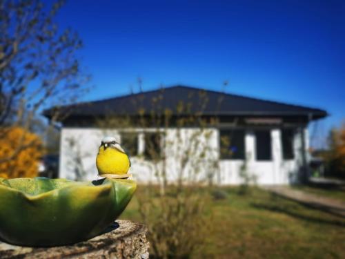 a bird sitting on top of a banana in front of a house at Land.Natur.Erholen. in Wolgast