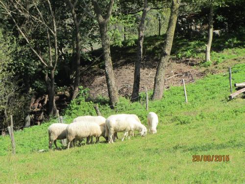 a herd of sheep grazing in a field of grass at Rooms Pri Lovrižu in Kobarid