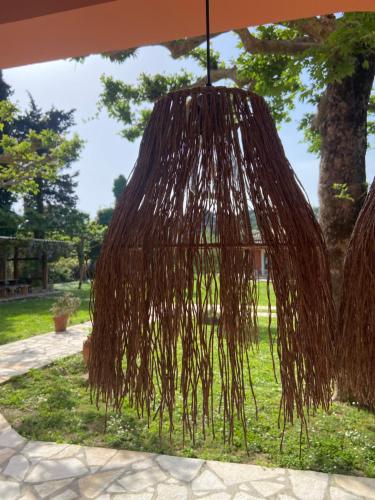 a bunch of vines hanging from an umbrella at Las plantas-studios-apartments-Corfu in Dassia