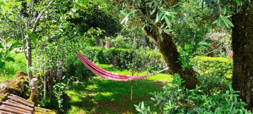 una hamaca colgada de un árbol en un jardín en Casa Dos Vales 11, en Pedreiras