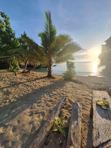 a beach with a palm tree and a wooden bench at Hideaway Paradise Beach Bungalows in Hog Harbour