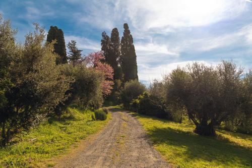 a dirt road in a field with trees and bushes at Bolgheri Countryhouse in Bolgheri