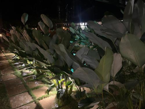 a row of plants in a garden at night at SylVan Resort in Wayanad