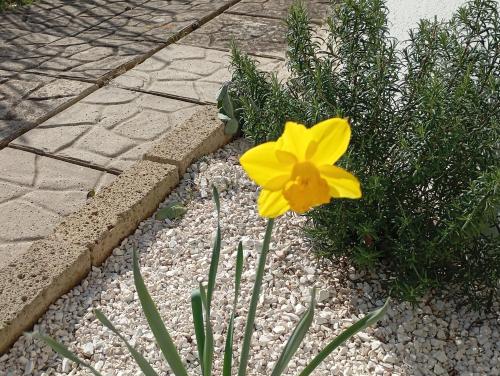 a yellow flower in a garden with gravel at B&B Villa Alma in San Costanzo