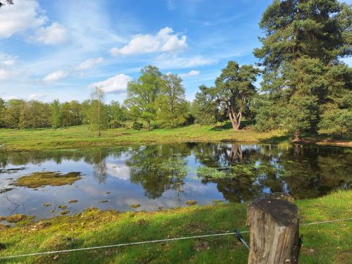 un estanque en un campo con árboles en el fondo en B & B Bathorn, en Hoogstede
