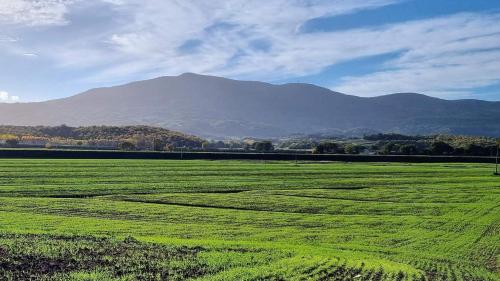 a large green field with a mountain in the background at La Piccola Rocca in Cetona