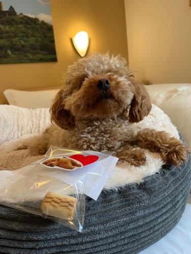 a dog sitting on a bed with a plate of food at Hotel an der Burg in Gießen