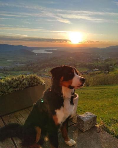 a brown and white dog sitting on a rock at sunset at Ferienhaus Bergträumli Keine Zufahrt in Gommiswald