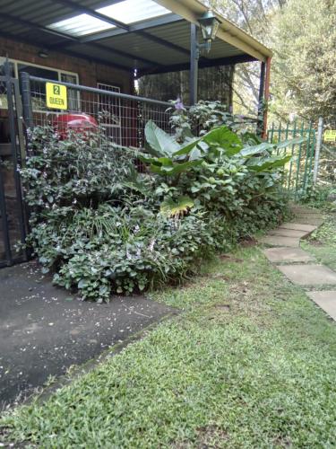 a hedge of plants in front of a fence at Howick Greendale 4 Self Catering Units Solar & Battery Back-Up in Howick